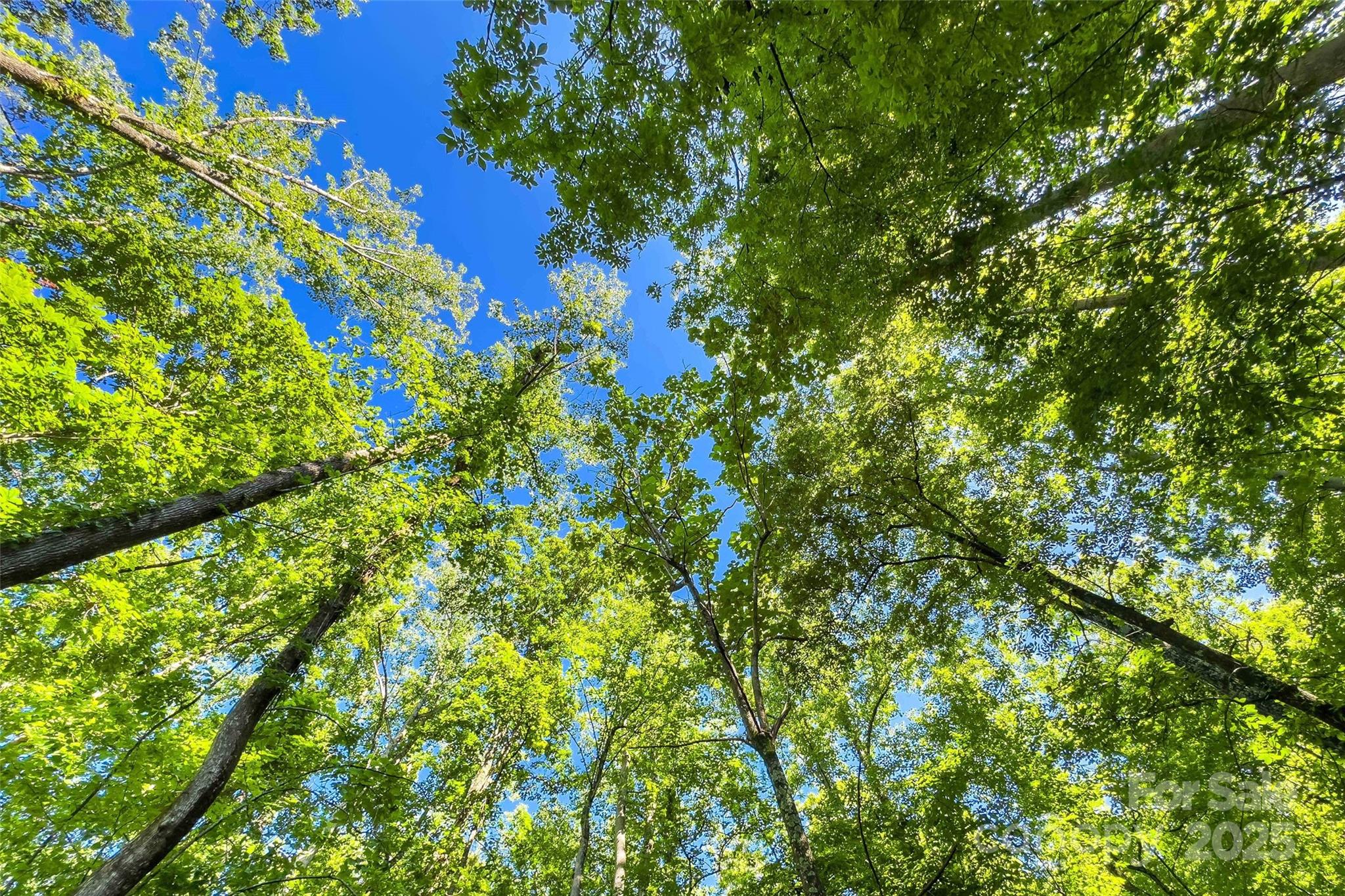 Lot #76 Hunnicut Spur Road Marion, NC 28752 - Photo 7 of 28 a view of a tree
