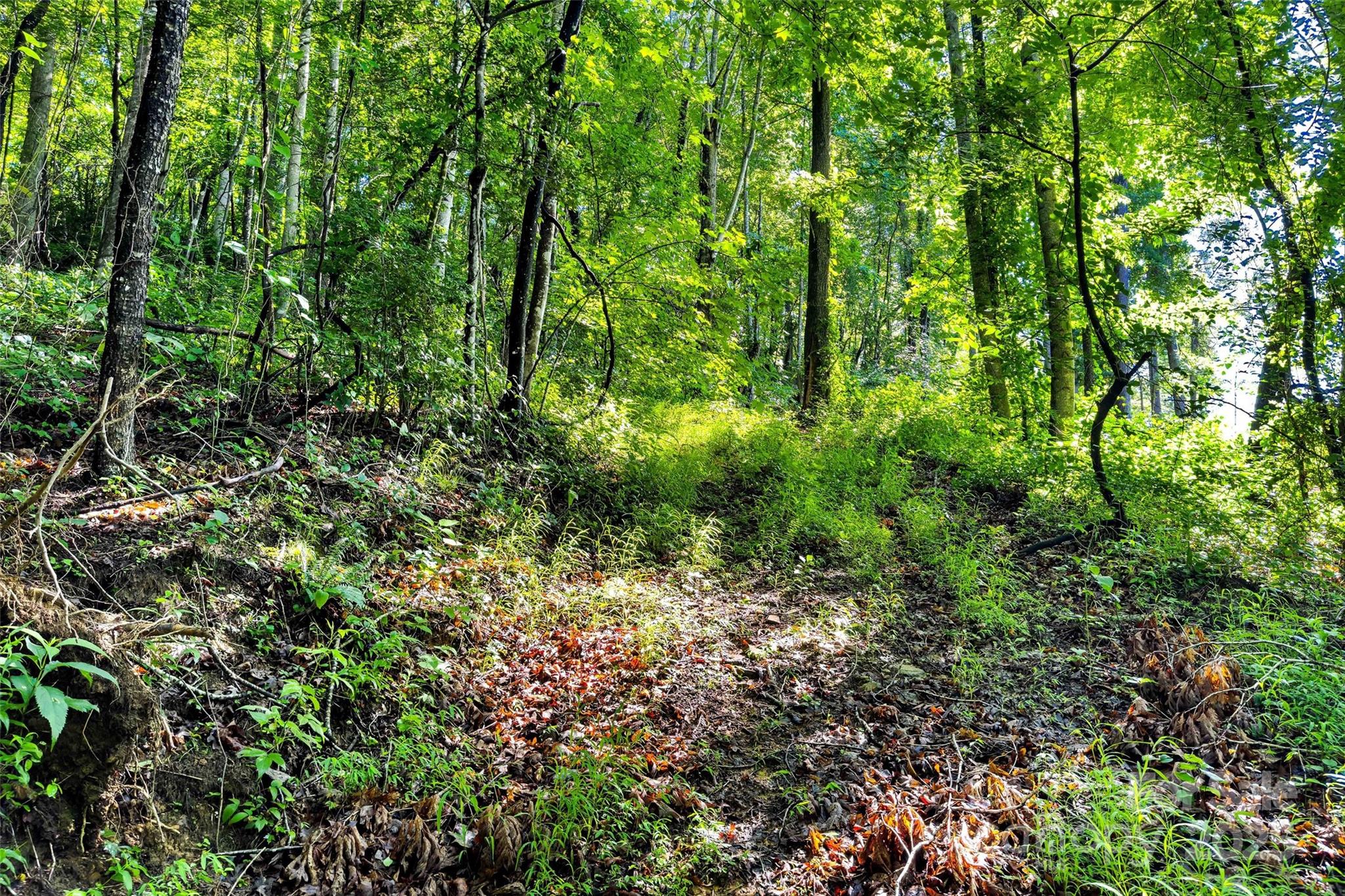 Lot #76 Hunnicut Spur Road Marion, NC 28752 - Photo 10 of 28 a view of a lush green forest