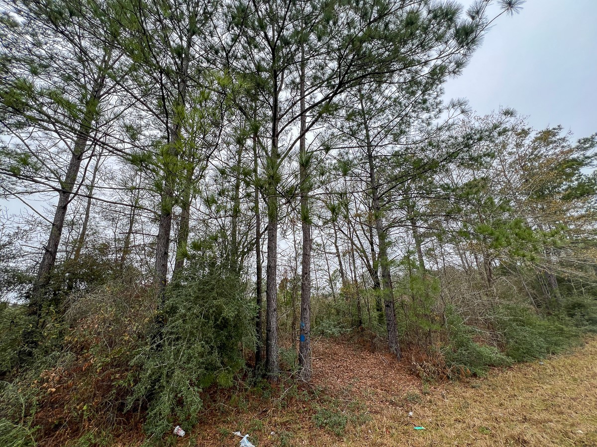 3 Fm 2626 Newton, TX 75966 - Photo 9 of 16