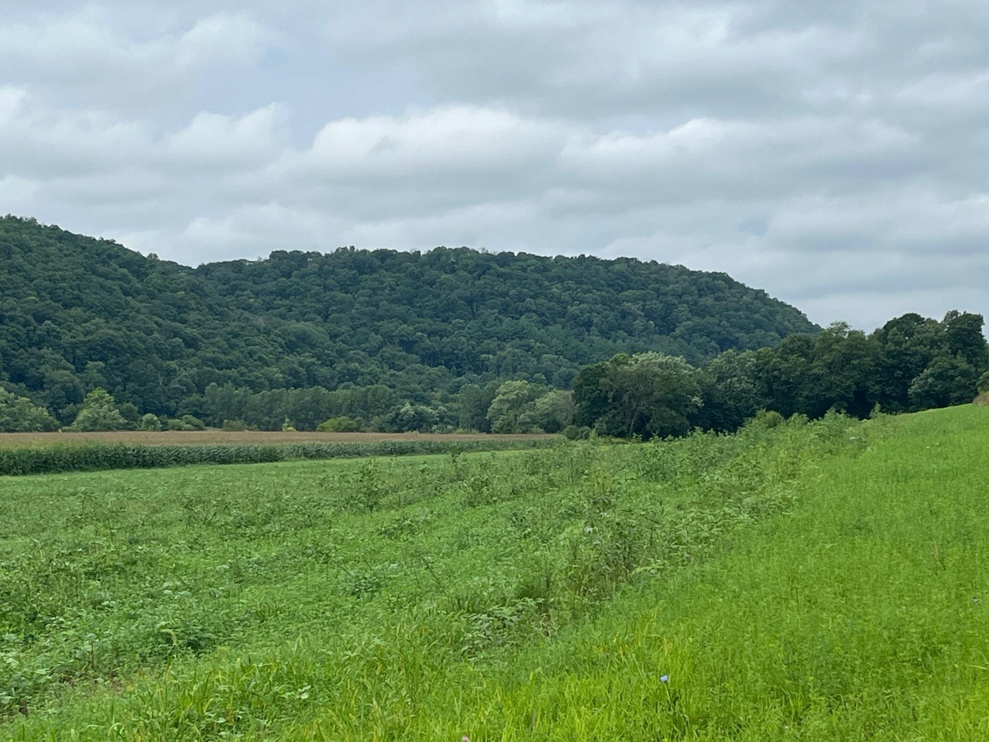 131 Highway 131 Viola, WI 54664 - Photo 16 of 17