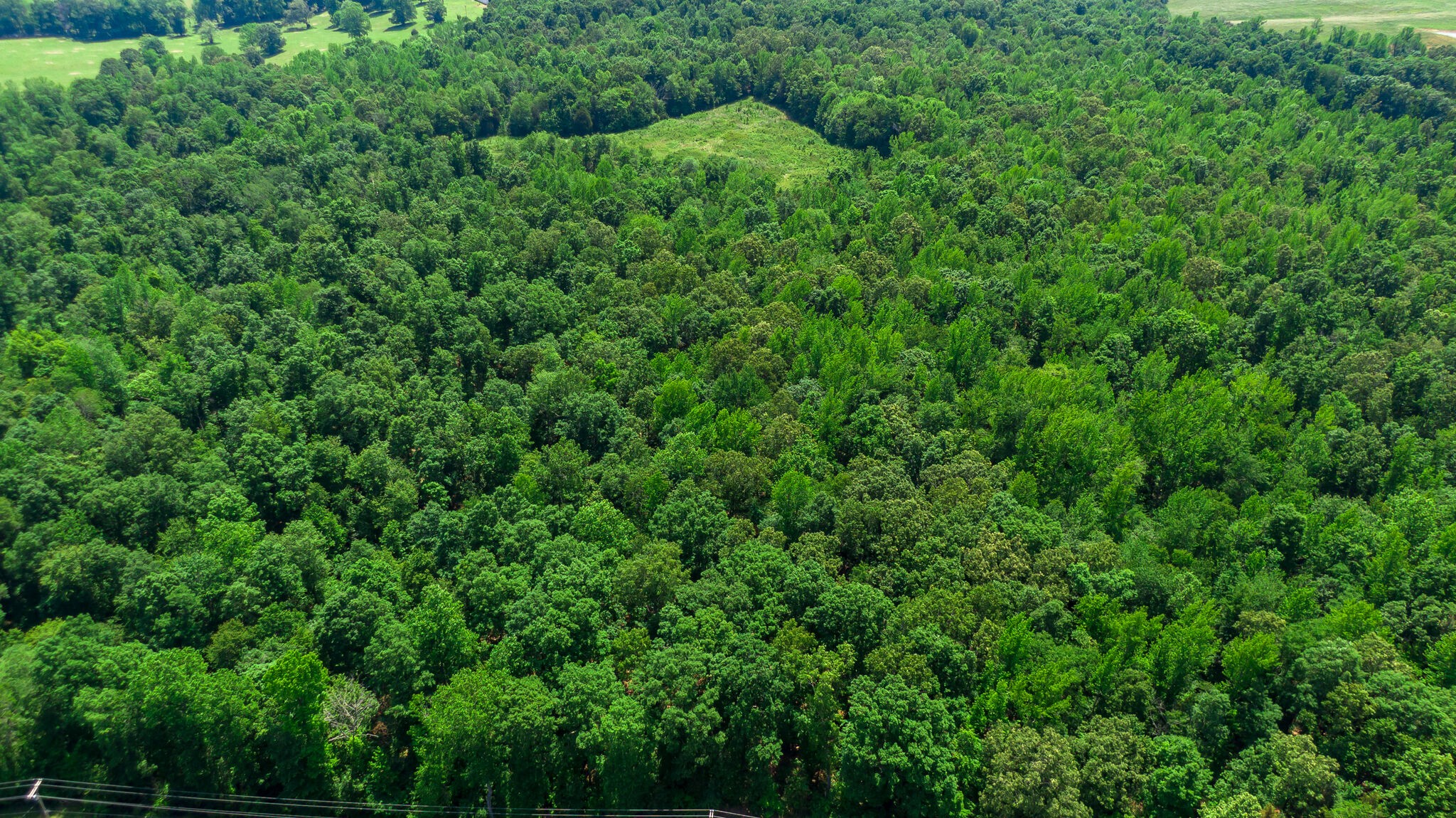0 Foster Road Cumberland Furnace, TN 37051 - Photo 28 of 30 a view of a lush green forest with lots of trees