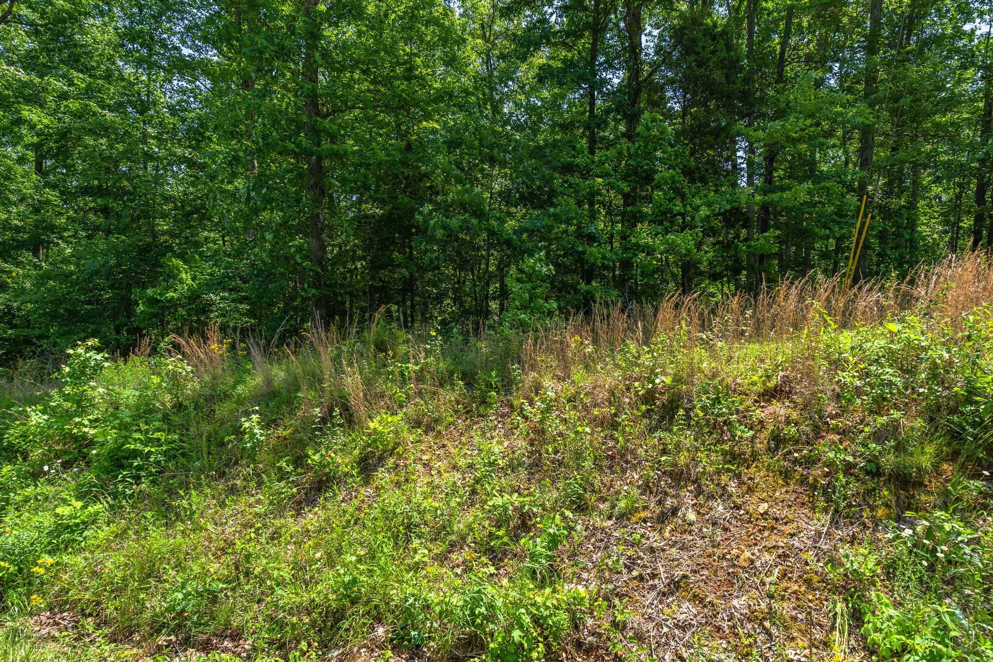 0 Foster Road Cumberland Furnace, TN 37051 - Photo 7 of 30 a view of a lake in a forest