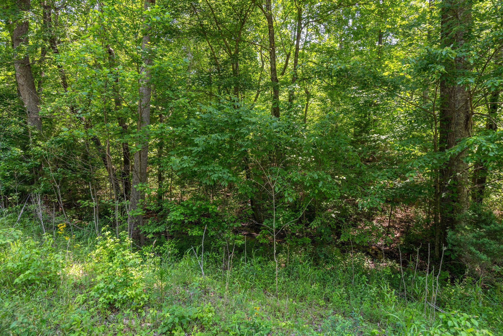 0 Foster Road Cumberland Furnace, TN 37051 - Photo 10 of 30 a view of a lush green forest