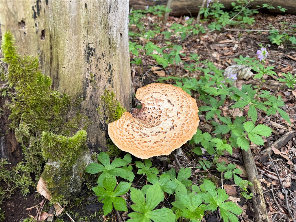 Vl Vl Lyndon Abbott Road Franklinville, NY 14737 - Photo 31 of 50