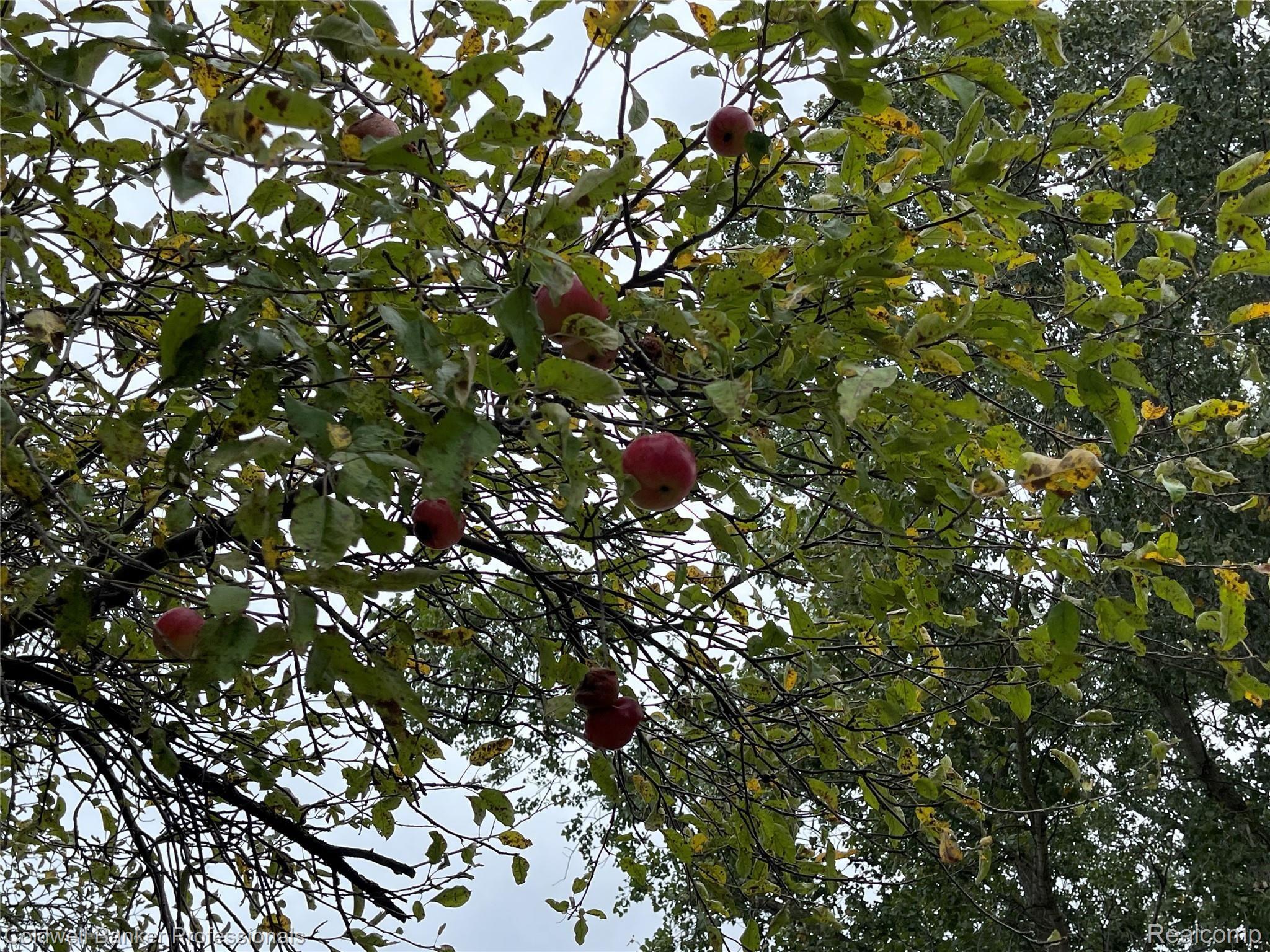 2947 Parmenter Road Corunna, MI 48817 - Photo 46 of 51 Apple tree.JPG