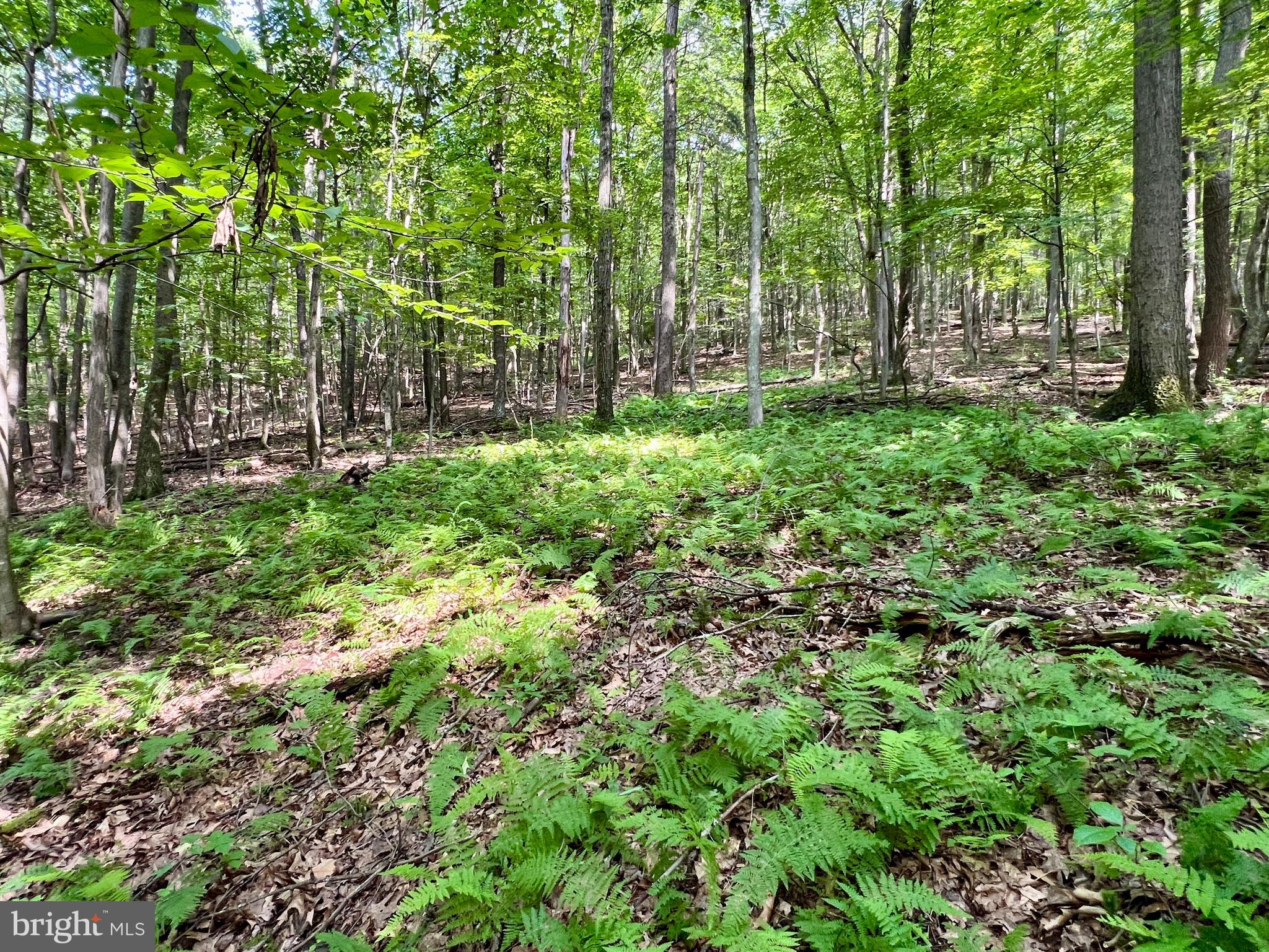 0 Brumbaugh Cemetary Road Saxton, PA 16678 - Photo 11 of 13