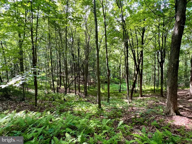 a view of outdoor space and green space