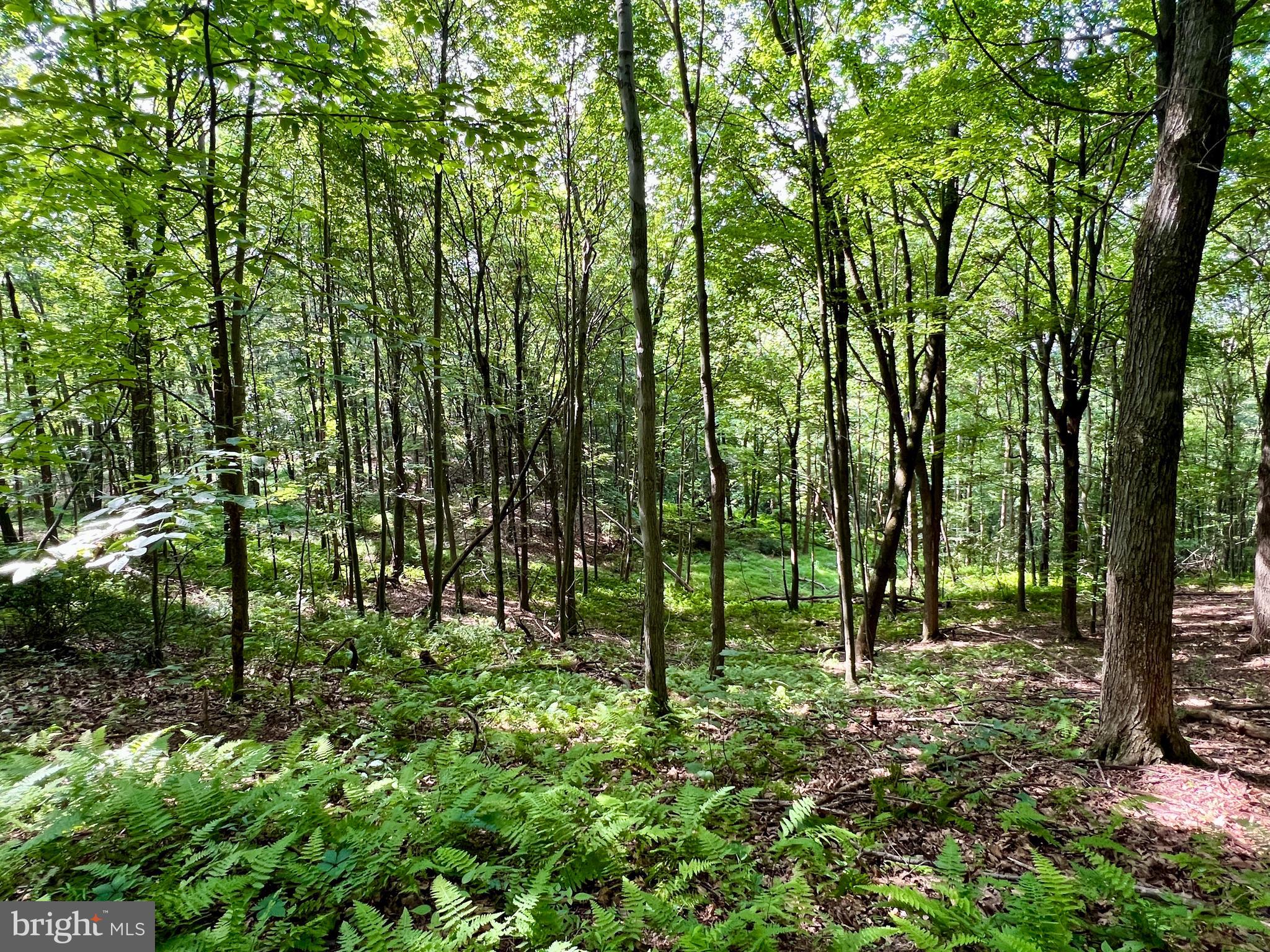 0 Brumbaugh Cemetary Road Saxton, PA 16678 - Photo 12 of 13