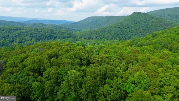 a view of a lush green forest with trees in the background