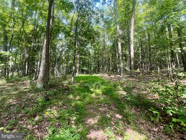 a view of outdoor space with trees all around