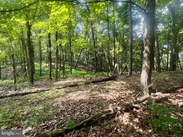 a view of a forest with trees in the background