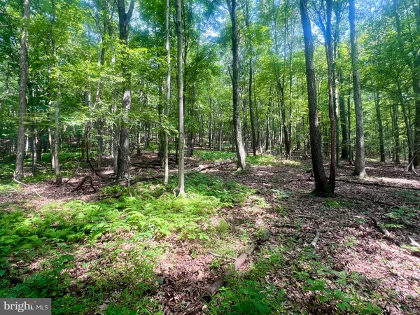 a view of outdoor space with lots of trees