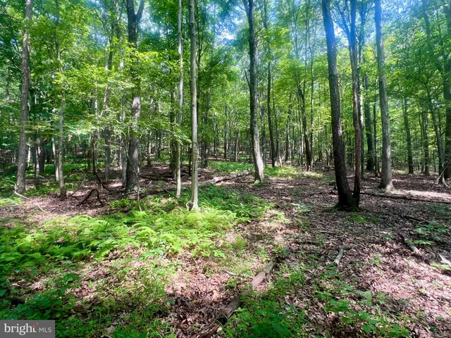 a view of outdoor space with lots of trees