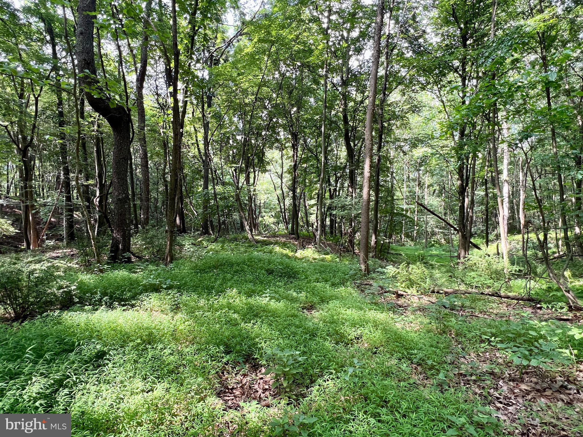 0 Brumbaugh Cemetary Road Saxton, PA 16678 - Photo 8 of 13