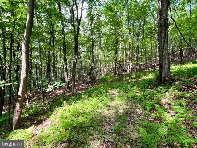 a view of a lush green forest