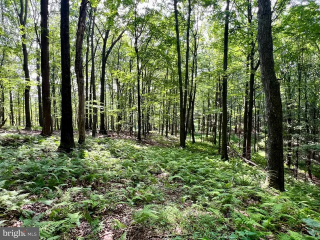 a view of outdoor space and garden