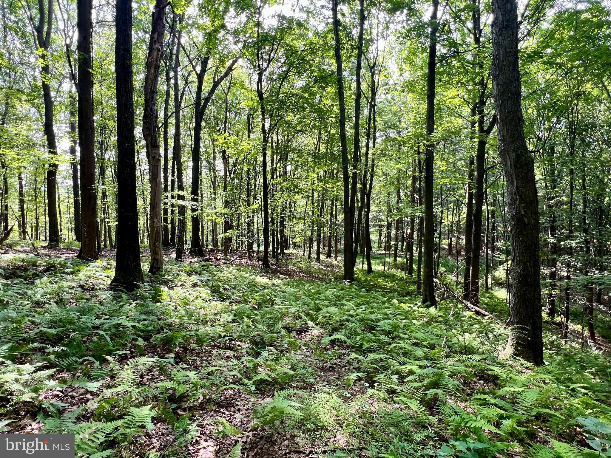 0 Brumbaugh Cemetary Road Saxton, PA 16678 - Photo 10 of 13