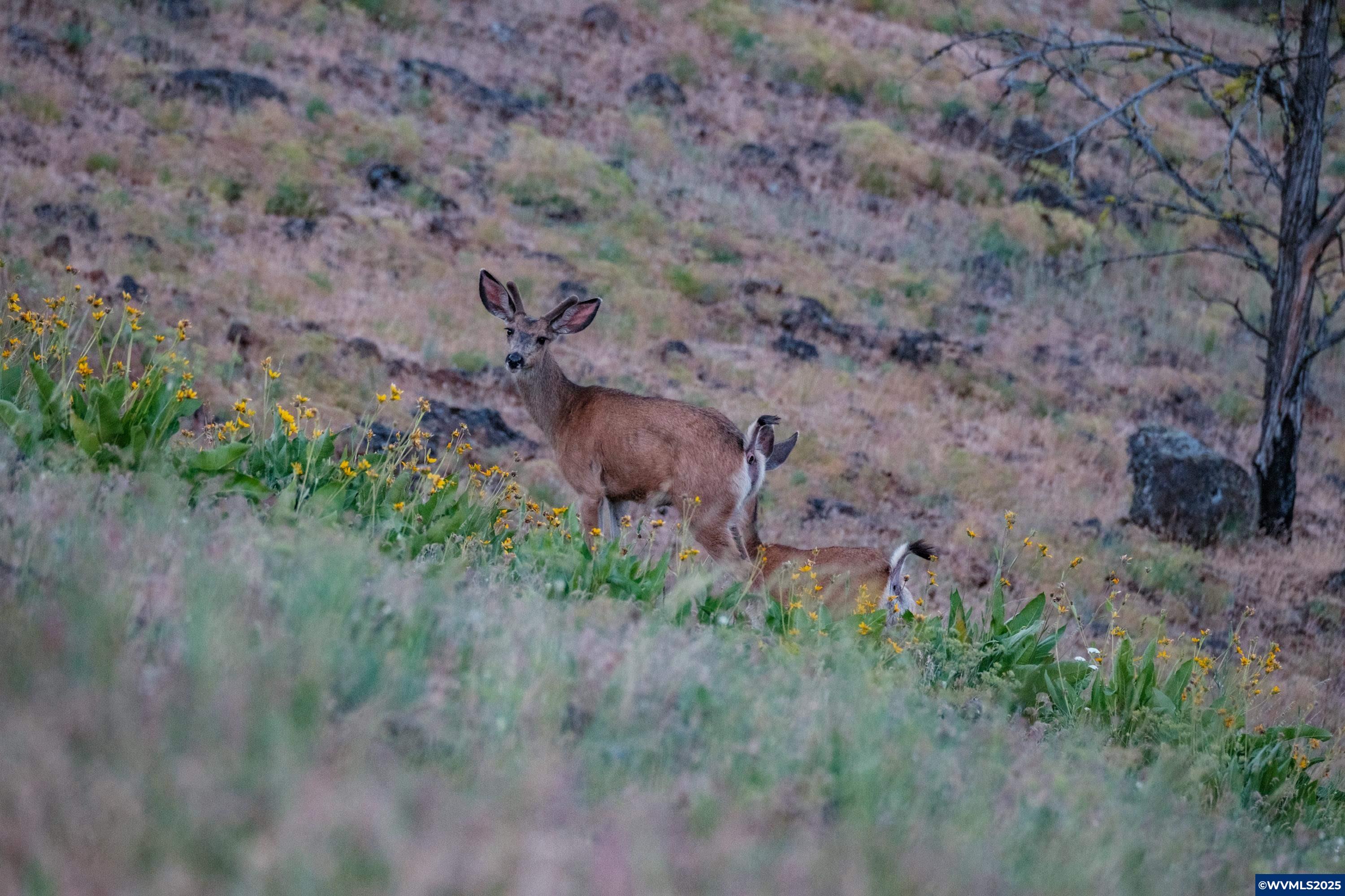 North Fork Road Long Creek, OR 97856 - Photo 43 of 50