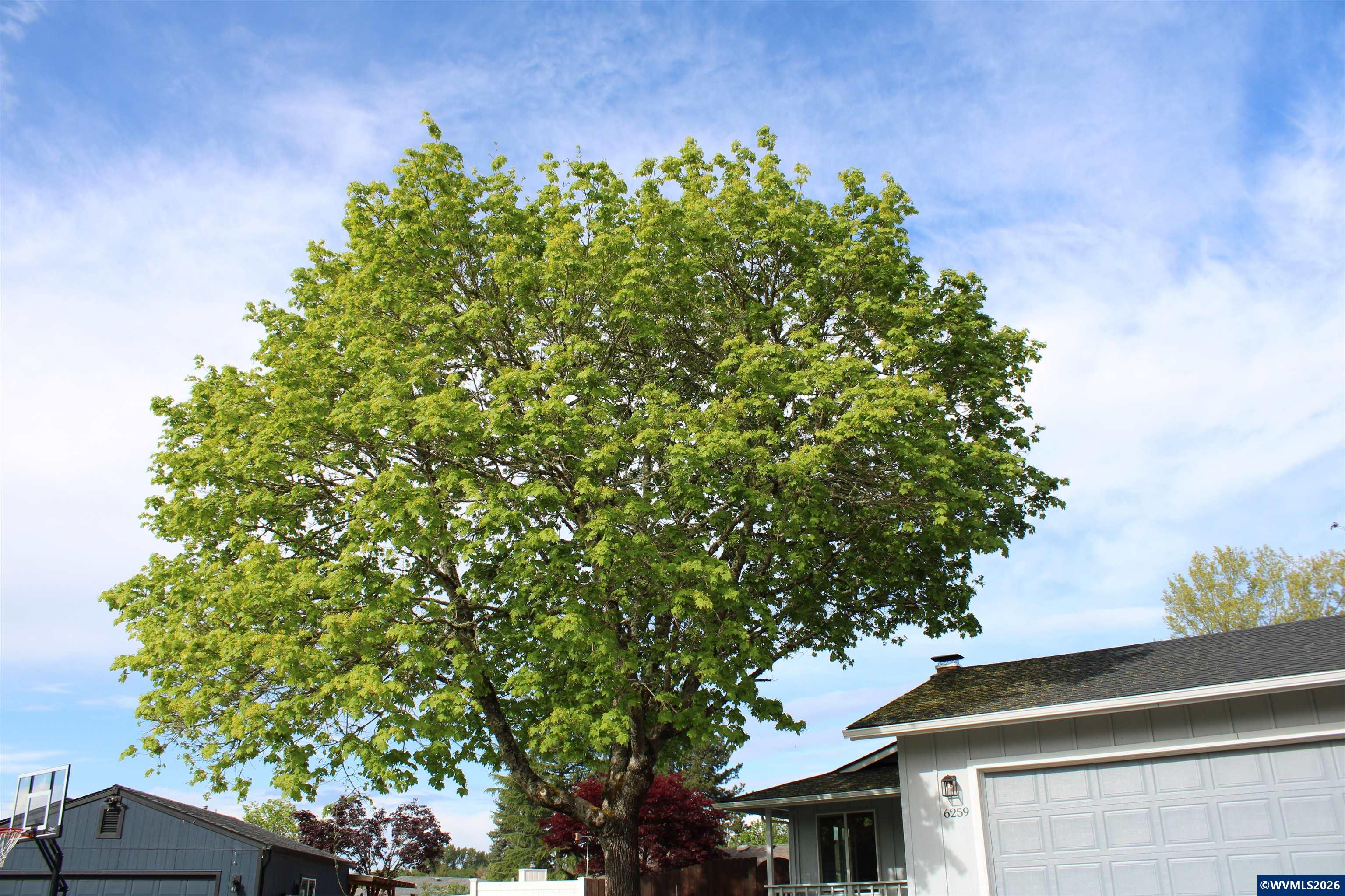 6259 Chapman Place Southwest Albany, OR 97321 - Photo 2 of 21 a backyard of a house with lots of green space