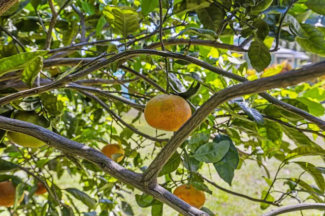 a picture of flowers in a garden