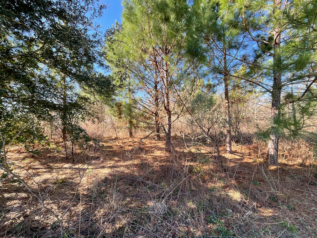 Vacant Kelly-Collins Road Climax, GA 39834 - Photo 63 of 65 Gallery Image 63