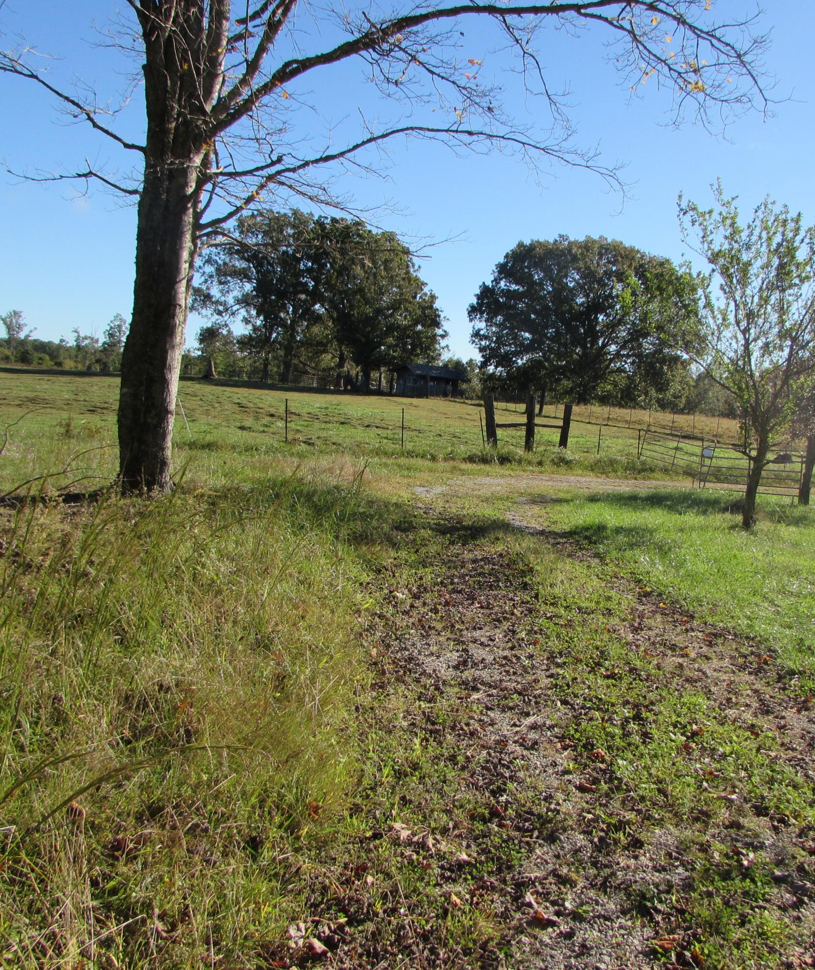 205 Junior Hall Road Road Sunbright, TN 37872 - Photo 29 of 33 land view (2)