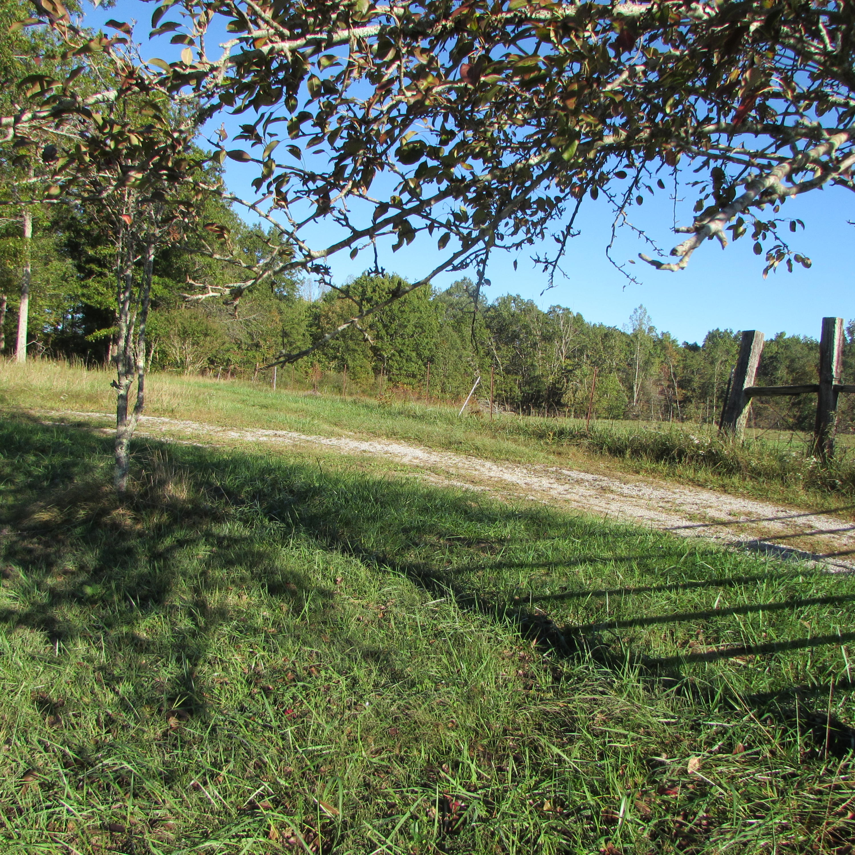 205 Junior Hall Road Road Sunbright, TN 37872 - Photo 31 of 33 pasture land