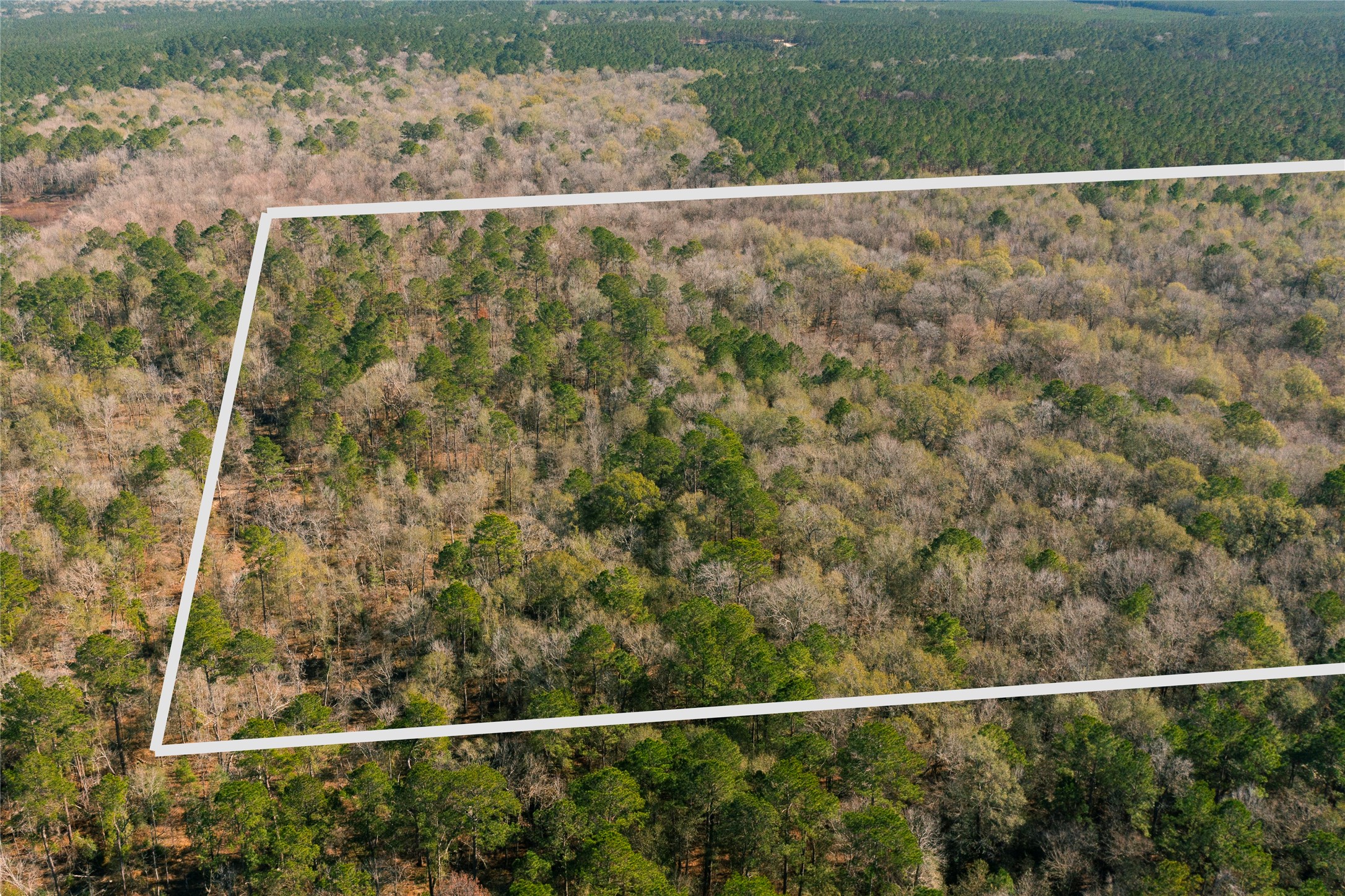 0 County Road 2125 Cleveland, TX 77327 - Photo 15 of 16 a view of a forest