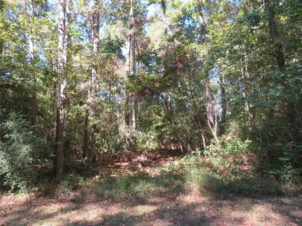 a view of a tree