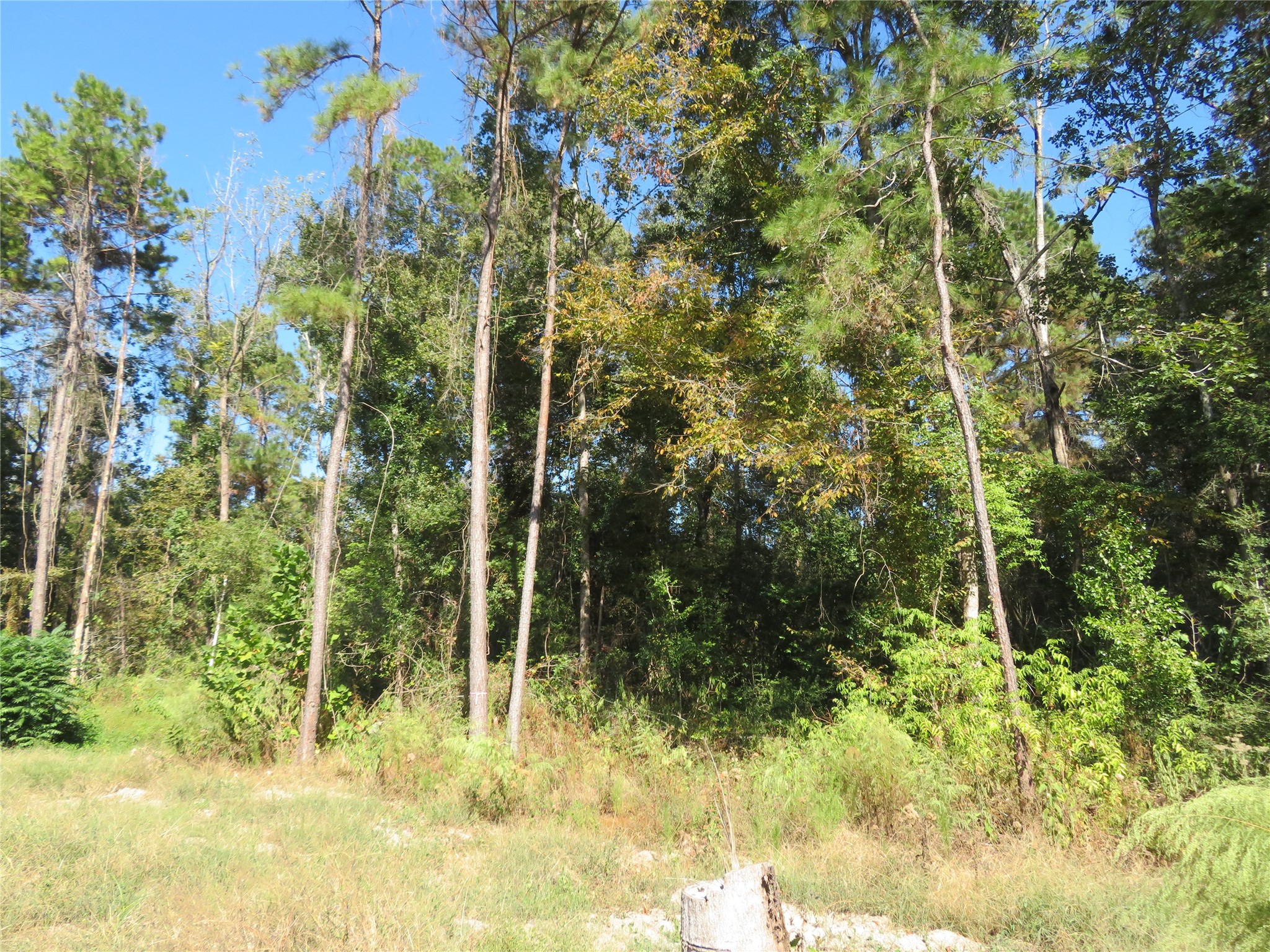 0 County Road 2125 Cleveland, TX 77327 - Photo 5 of 16 a view of outdoor space and trees