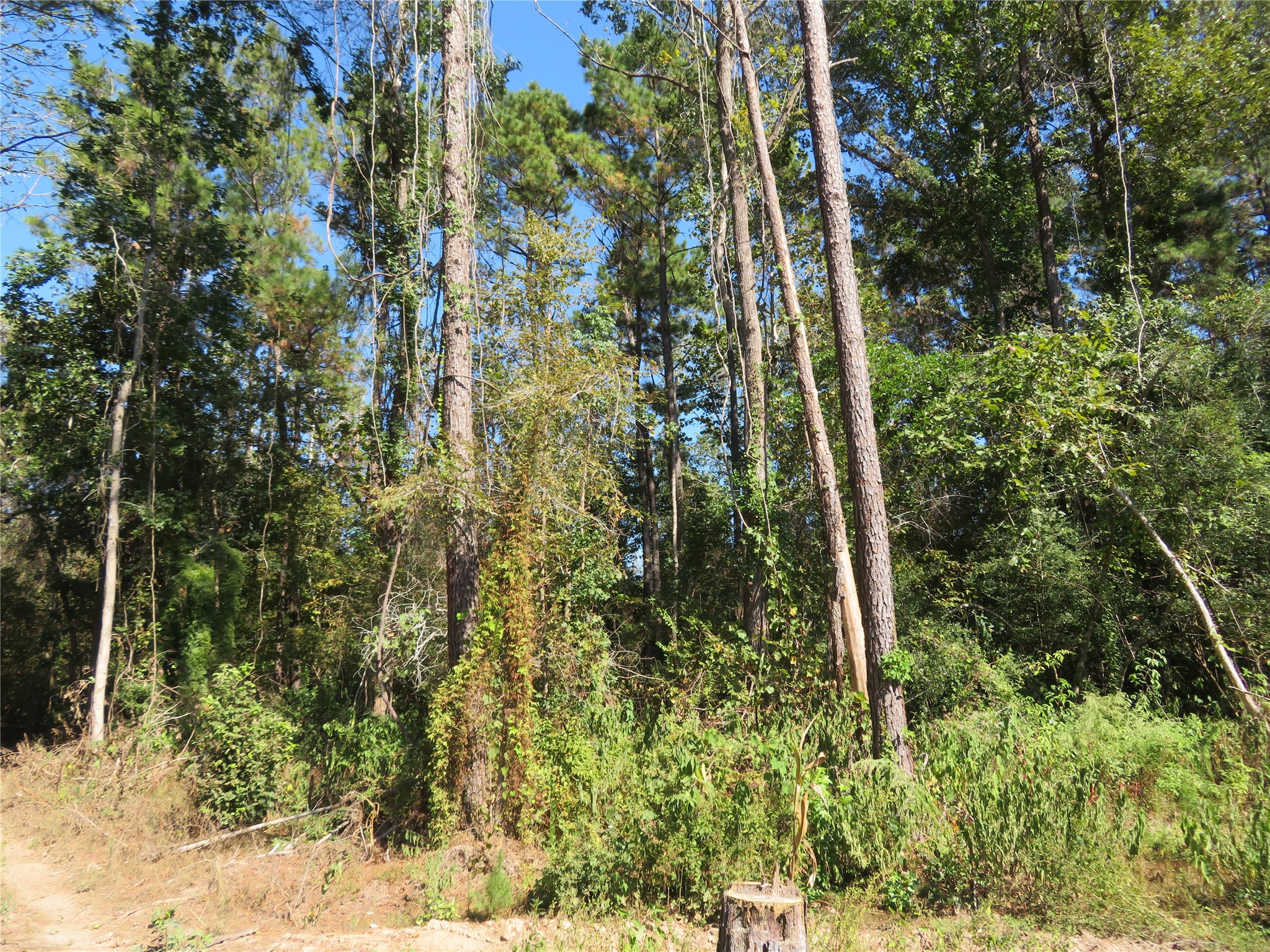 0 County Road 2125 Cleveland, TX 77327 - Photo 6 of 16 a view of forest