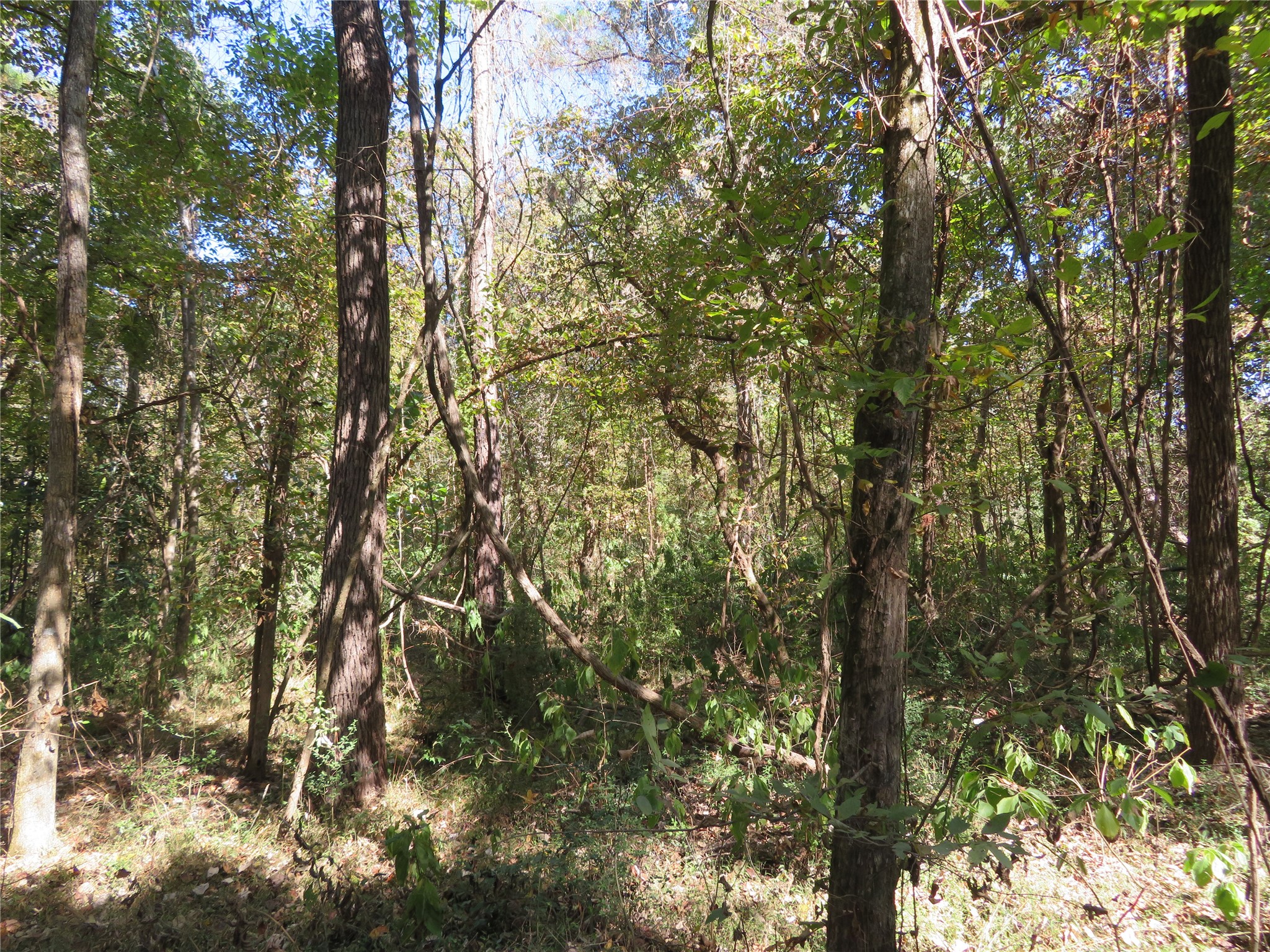 0 County Road 2125 Cleveland, TX 77327 - Photo 8 of 16 a view of forest