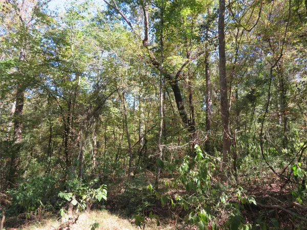 a view of a forest
