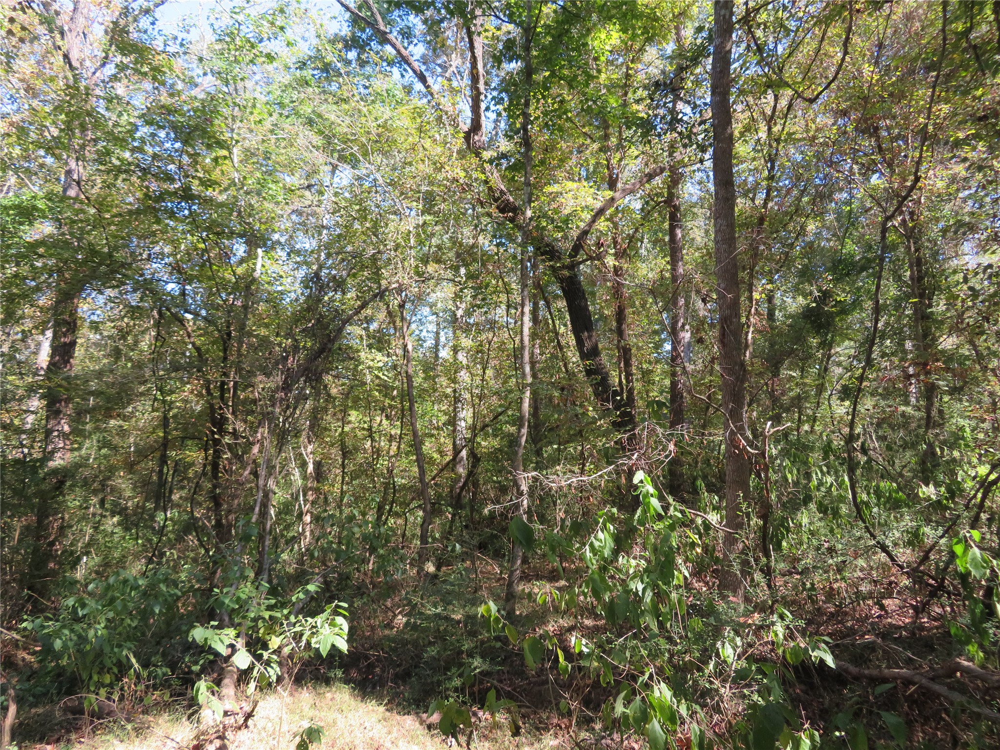 0 County Road 2125 Cleveland, TX 77327 - Photo 9 of 16 a view of a forest