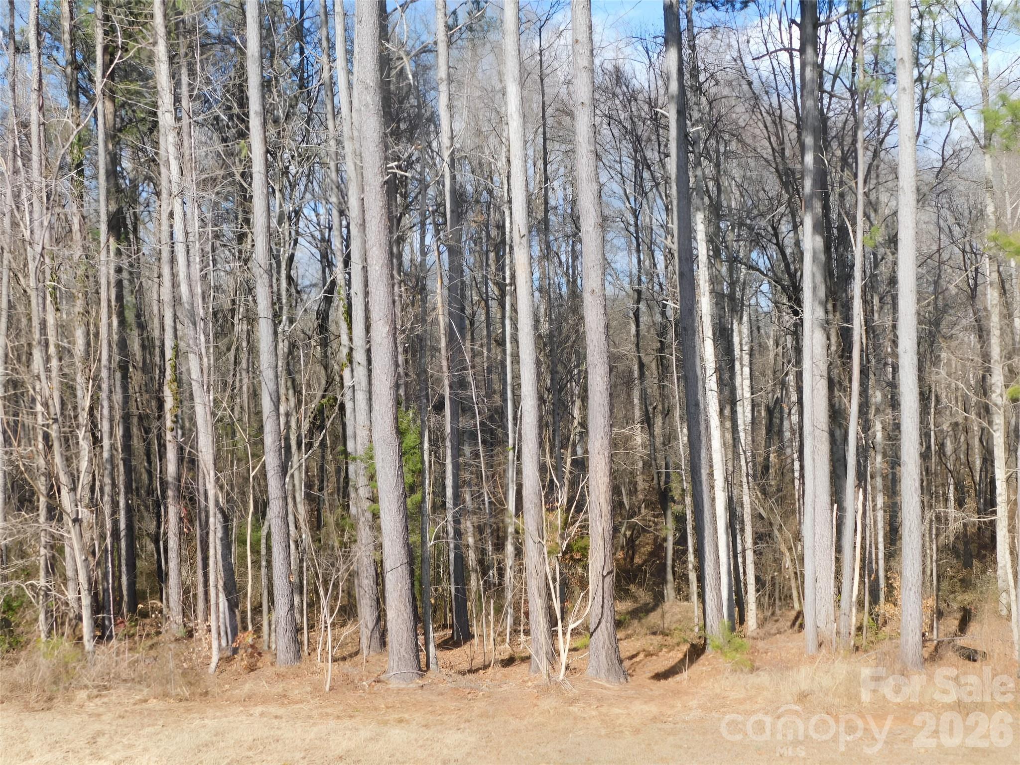 149 Bramble Trail Salisbury, NC 28144 - Photo 27 of 27 a view of a row of trees with plants