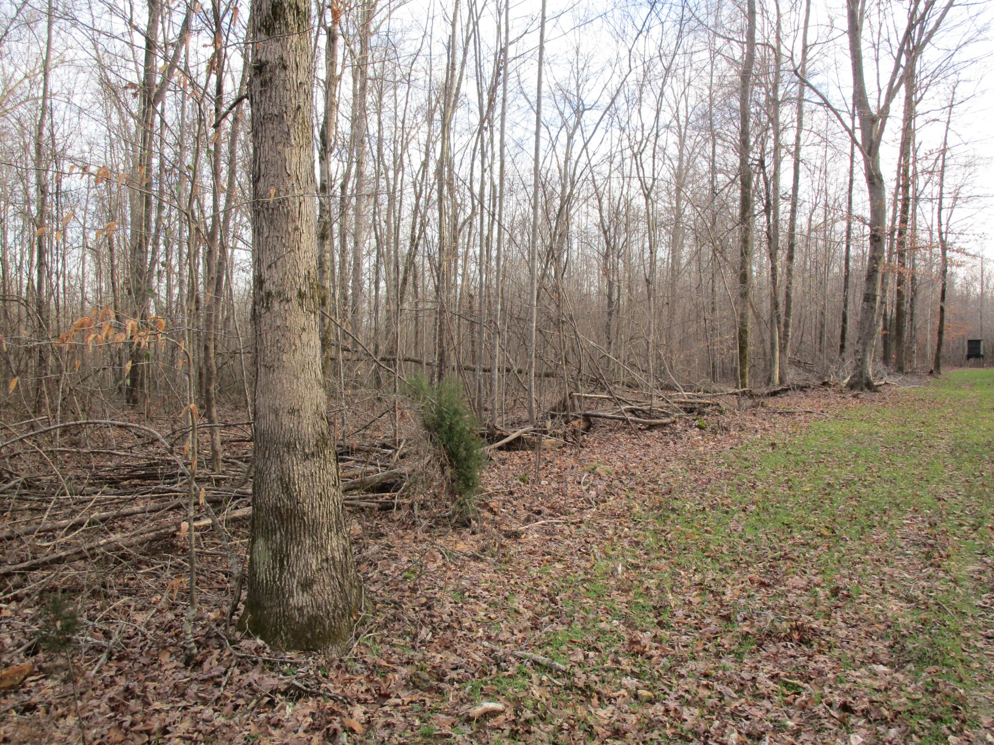 0 Muckle Branch Road Ethridge, TN 38456 - Photo 1 of 13 Gallery Image 1