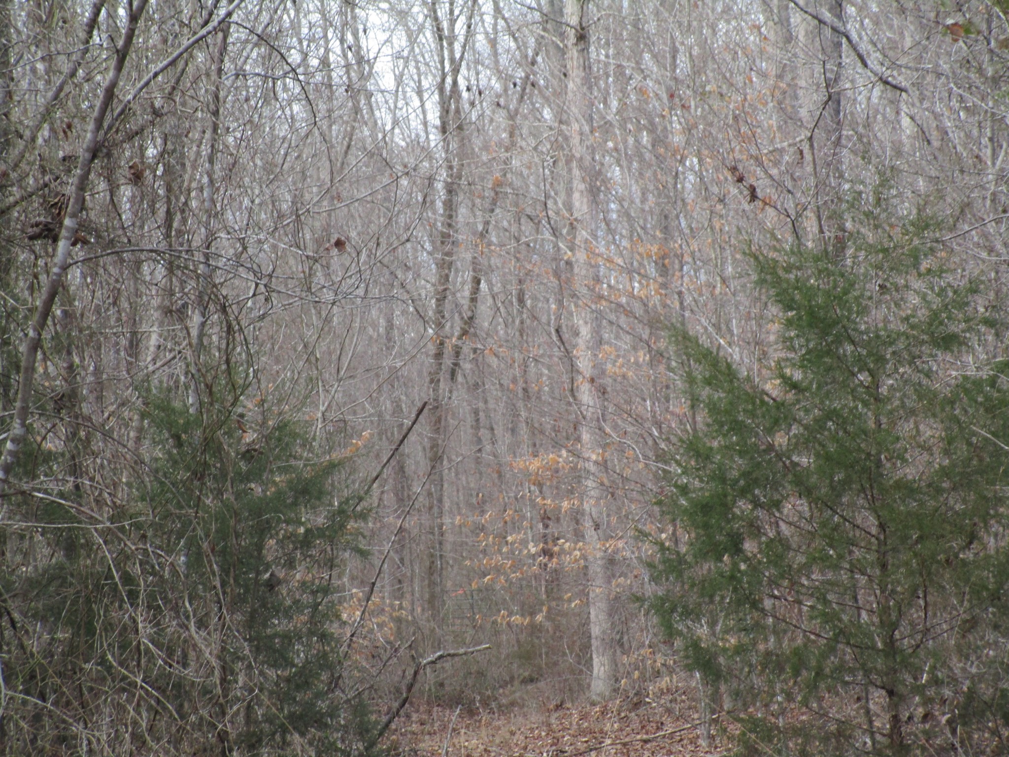 0 Muckle Branch Road Ethridge, TN 38456 - Photo 11 of 13 Gallery Image 11