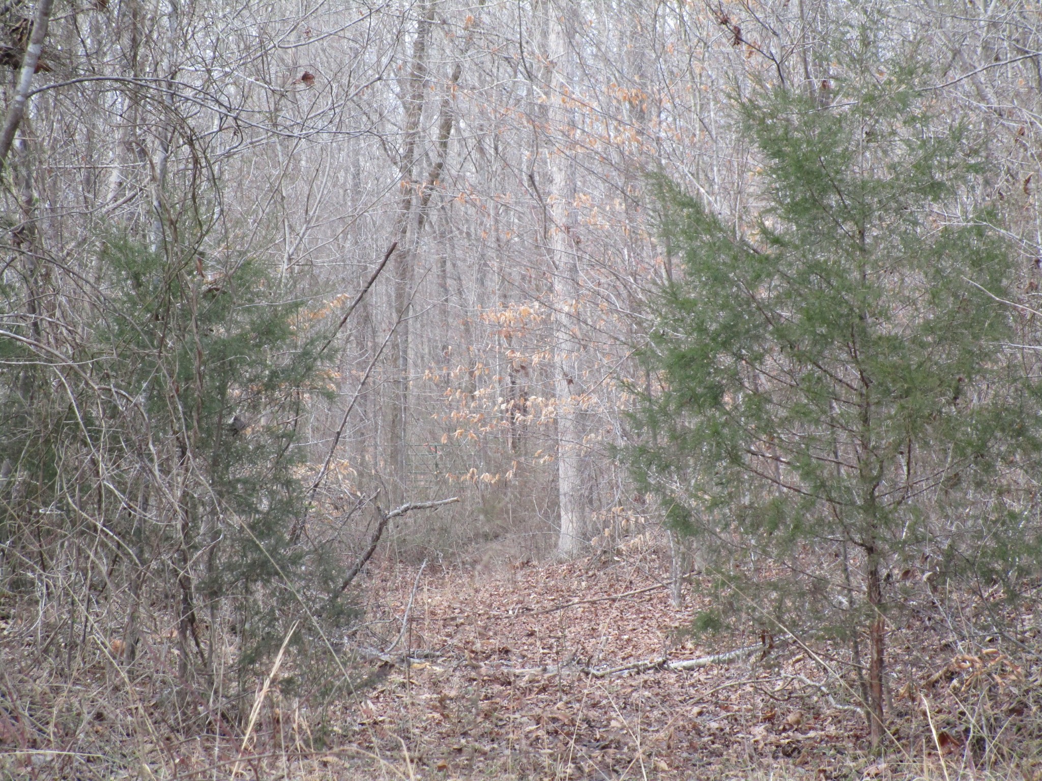 0 Muckle Branch Road Ethridge, TN 38456 - Photo 12 of 13 Gallery Image 12