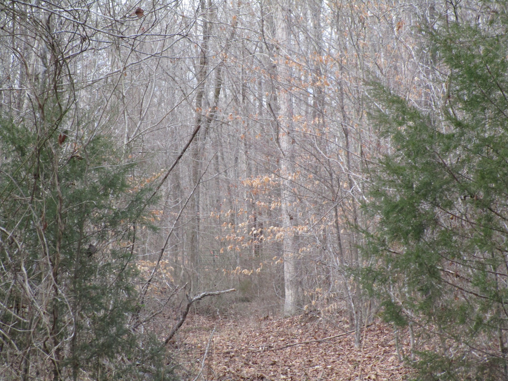 0 Muckle Branch Road Ethridge, TN 38456 - Photo 13 of 13 Gallery Image 13