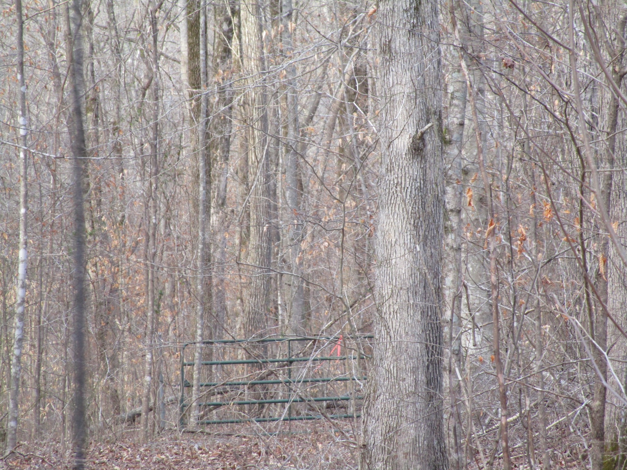 0 Muckle Branch Road Ethridge, TN 38456 - Photo 3 of 13 Gallery Image 3