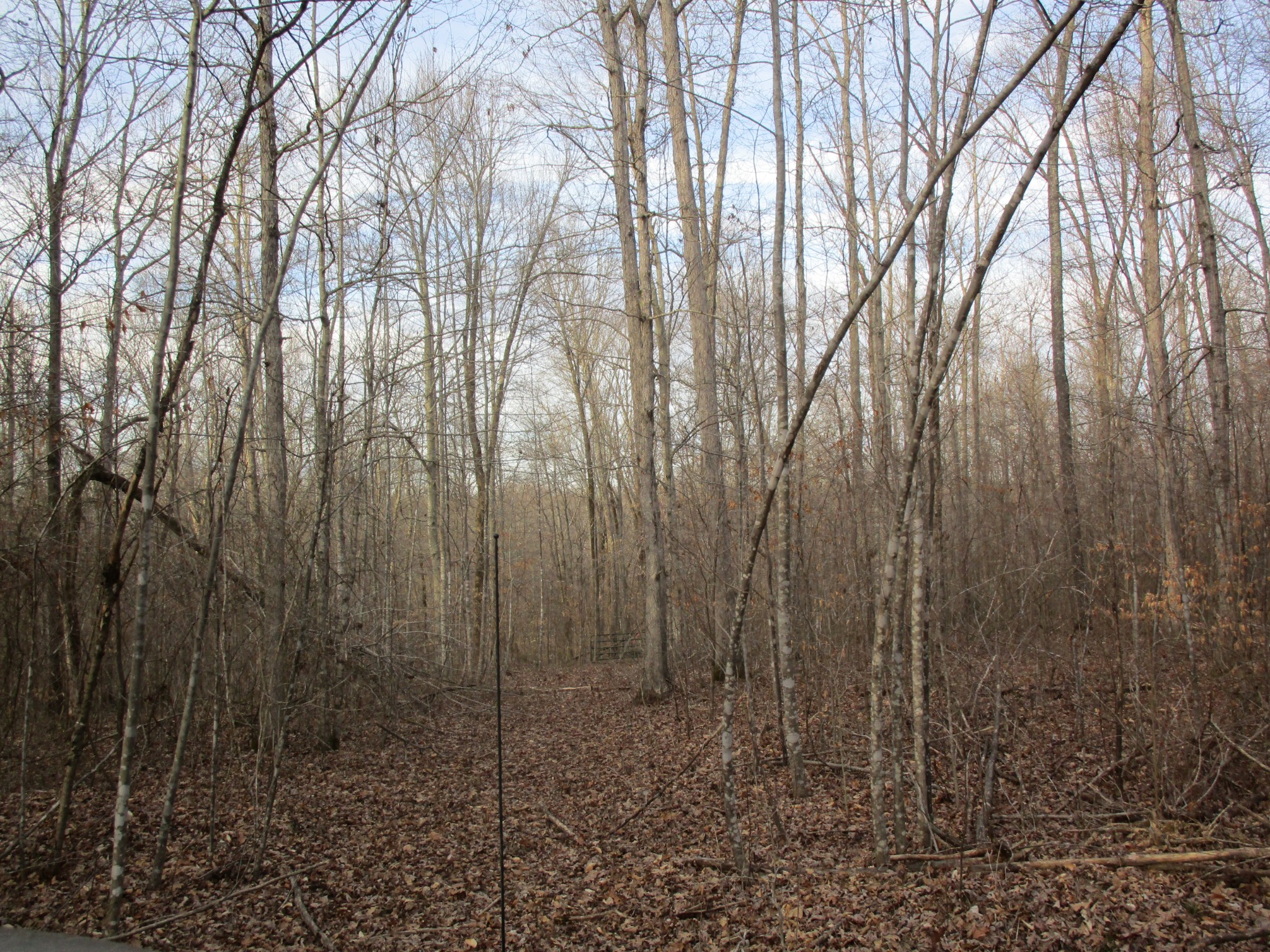 0 Muckle Branch Road Ethridge, TN 38456 - Photo 4 of 13 Gallery Image 4