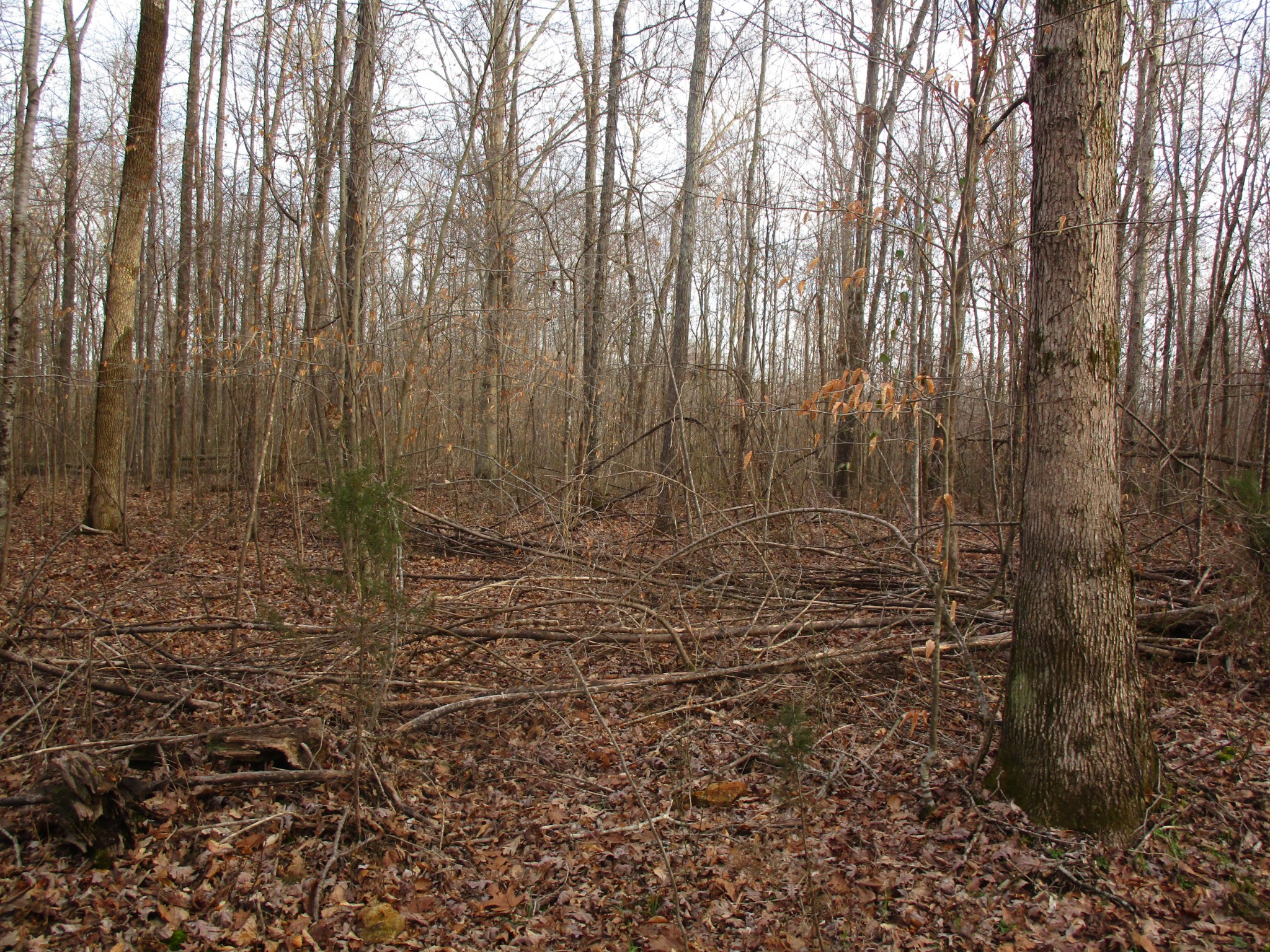 0 Muckle Branch Road Ethridge, TN 38456 - Photo 5 of 13 Gallery Image 5