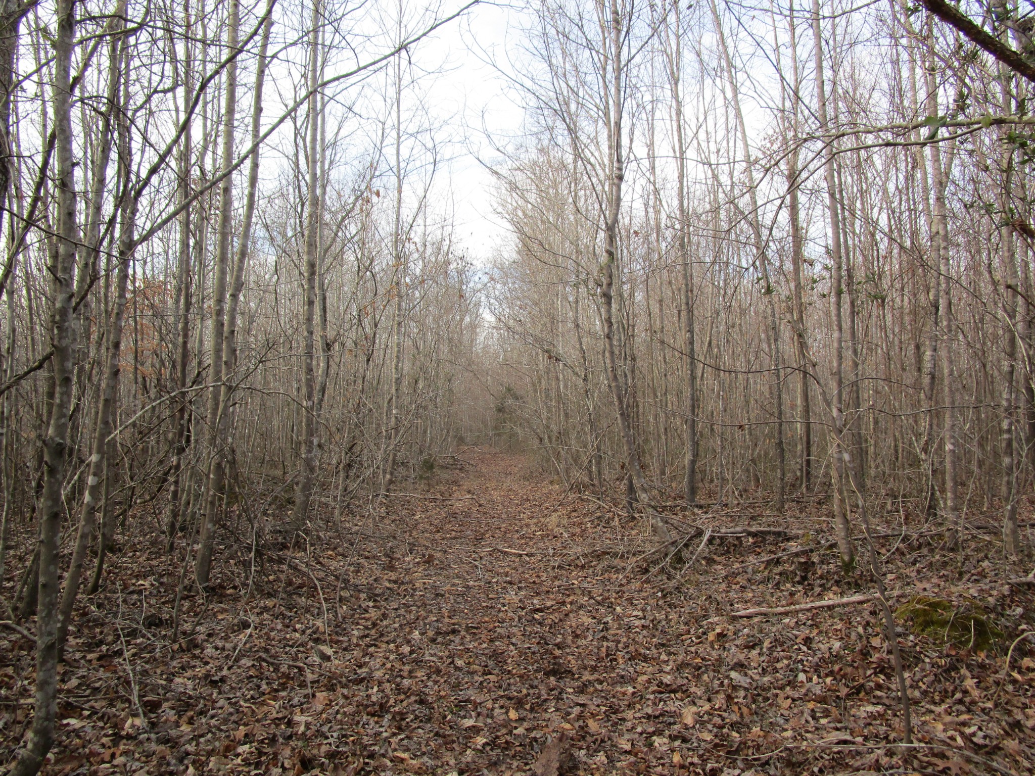 0 Muckle Branch Road Ethridge, TN 38456 - Photo 7 of 13 Gallery Image 7