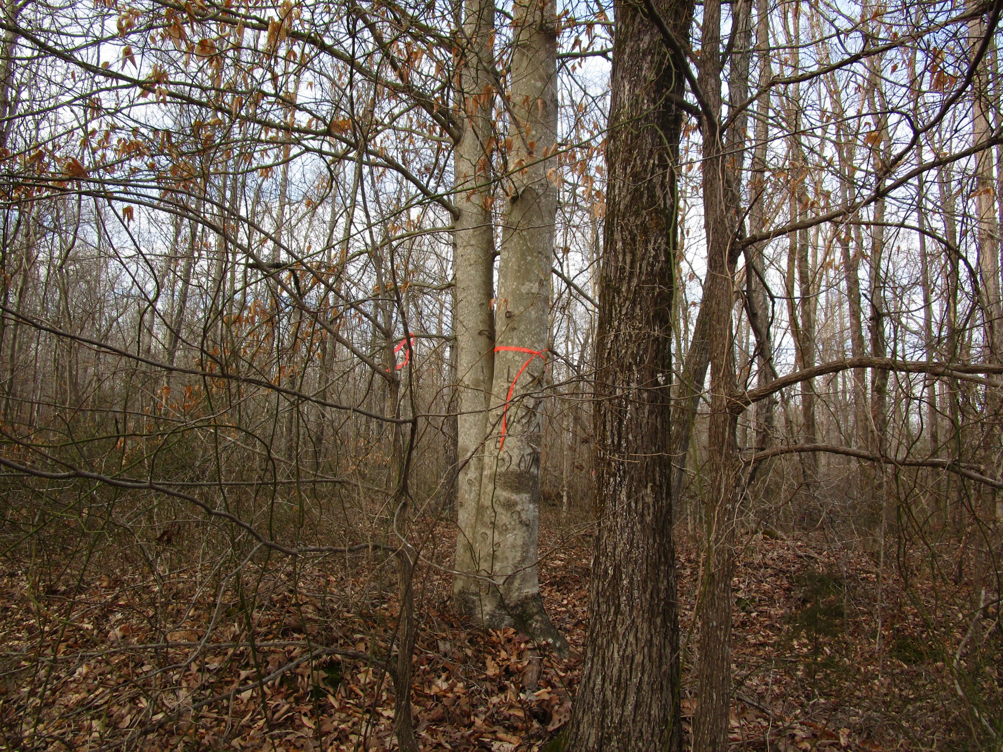 0 Muckle Branch Road Ethridge, TN 38456 - Photo 8 of 13 Gallery Image 8