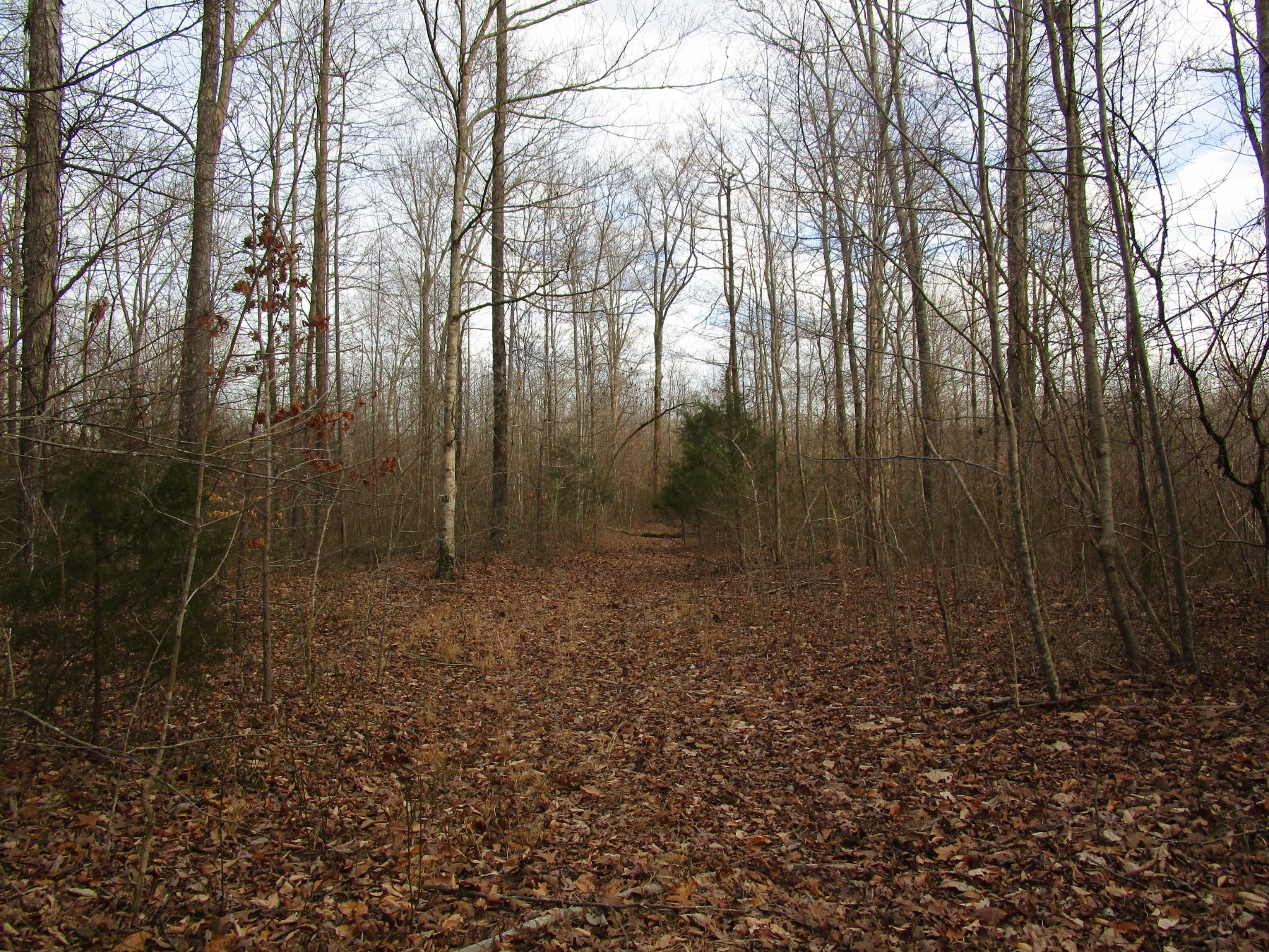 0 Muckle Branch Road Ethridge, TN 38456 - Photo 9 of 13 Gallery Image 9