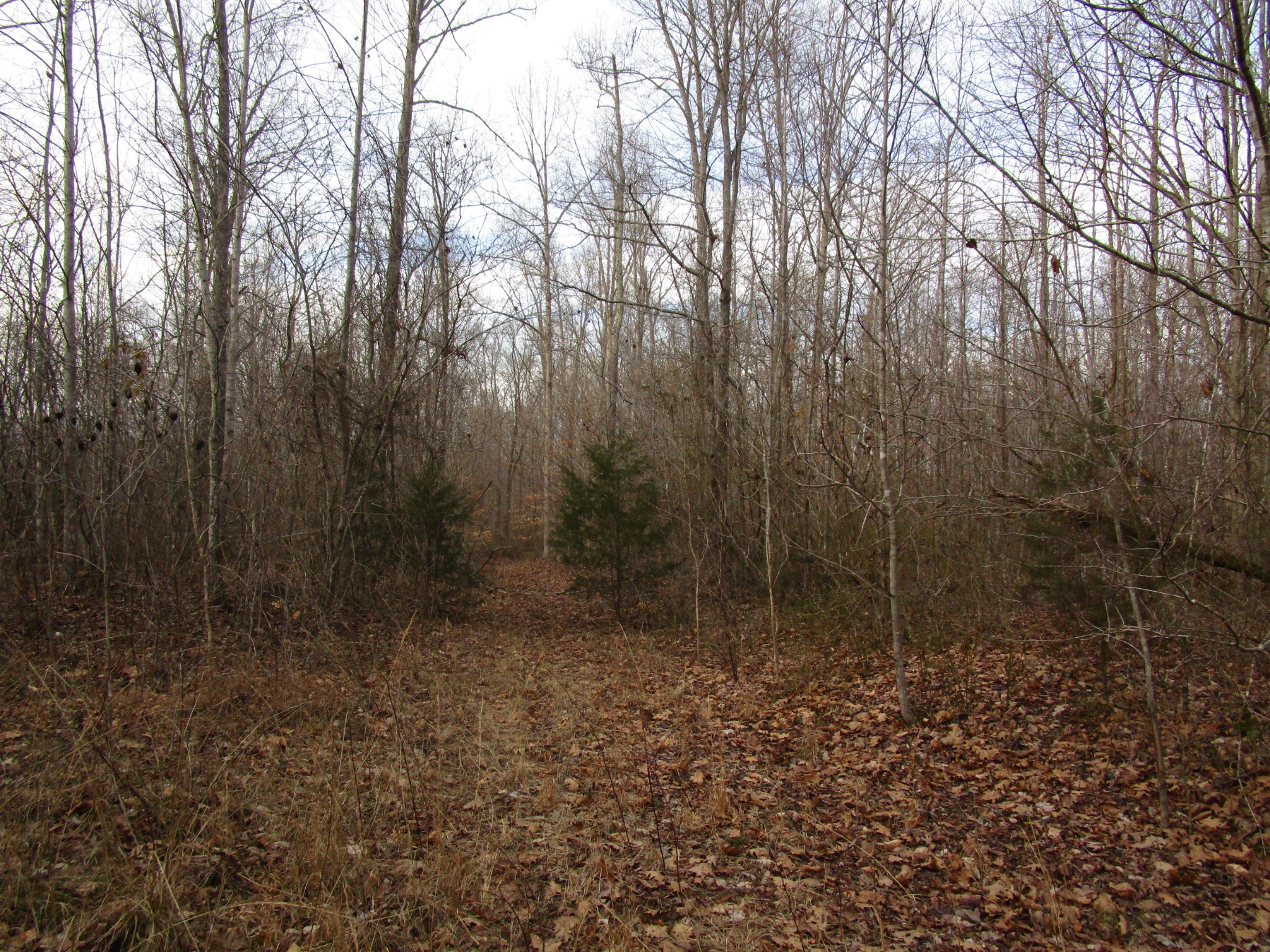 0 Muckle Branch Road Ethridge, TN 38456 - Photo 10 of 13 Gallery Image 10