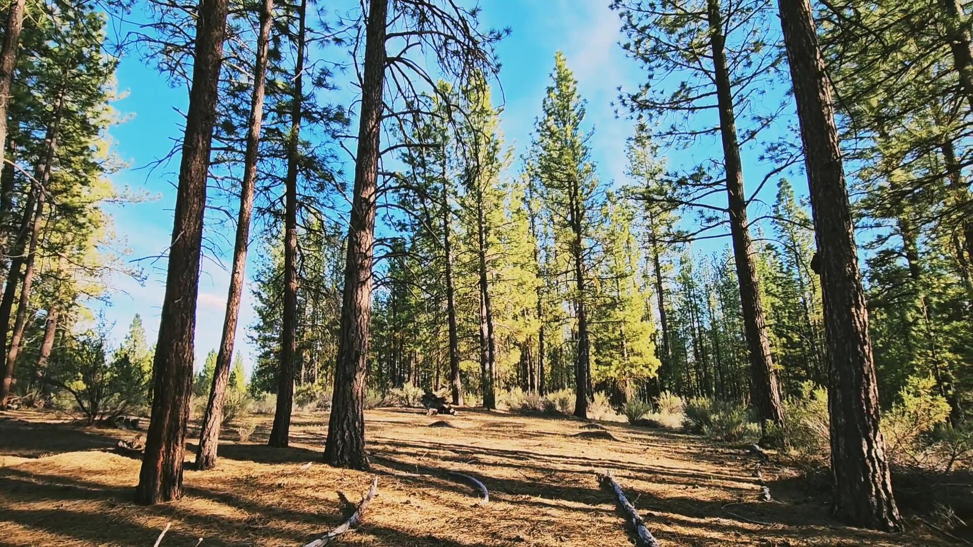 Mclemore Way, Unit 13 Chiloquin, OR 97624 - Photo 15 of 21 VideoCapture_20240520-105812