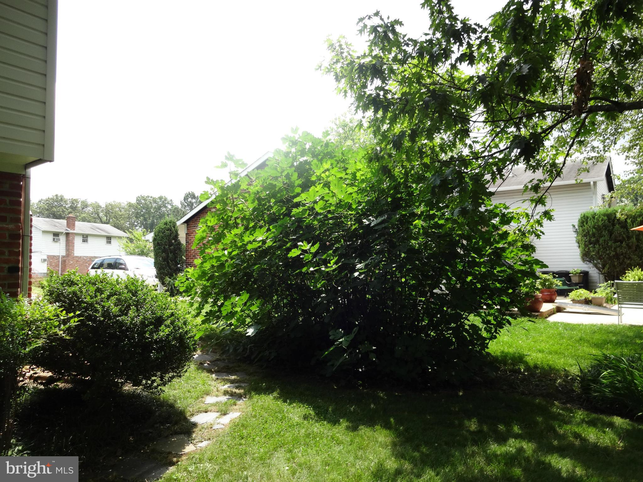 8404 Rambler Drive Adelphi, MD 20783 - Photo 26 of 26 Heirloom Fig Tree produces buckets of figs