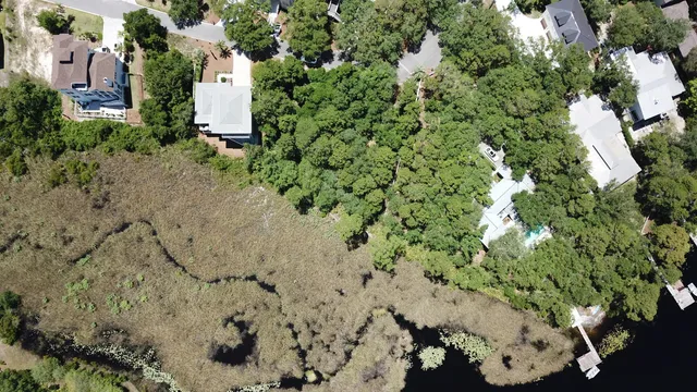 a plant that is in a garden