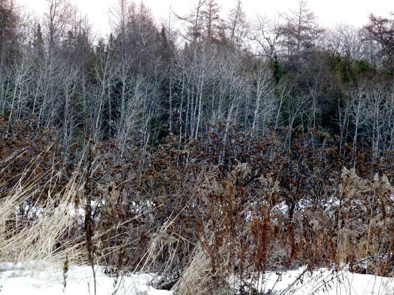 233 Moose Brook Road Houlton, ME 04730 - Photo 21 of 29 Land.